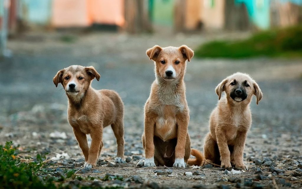 3 brown dogs looking for pain cure with zoopharmacognosy