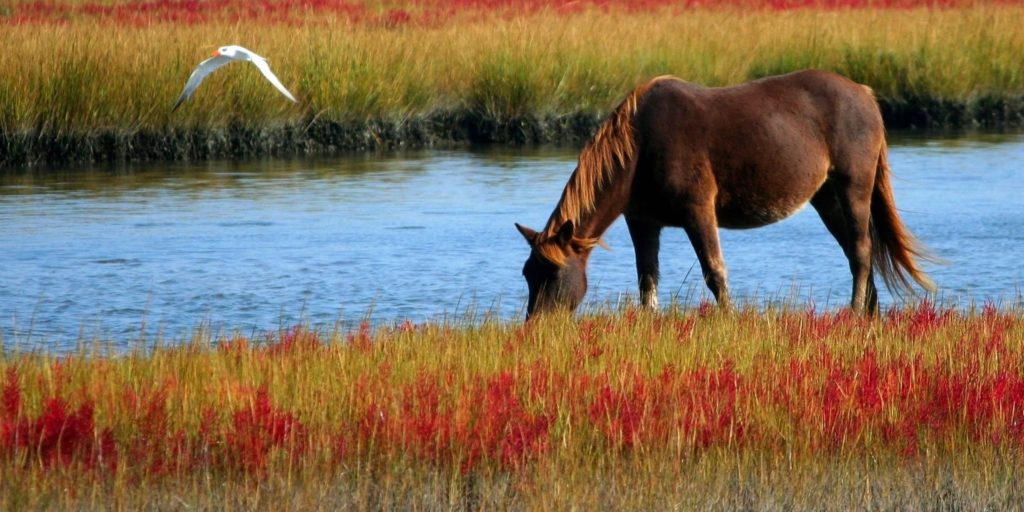 brown healthy wild horse marsh pony grazing freely