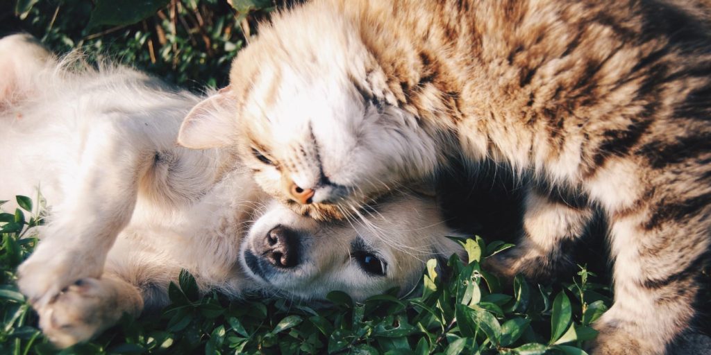 brown color cat and dog laying on ground face on face