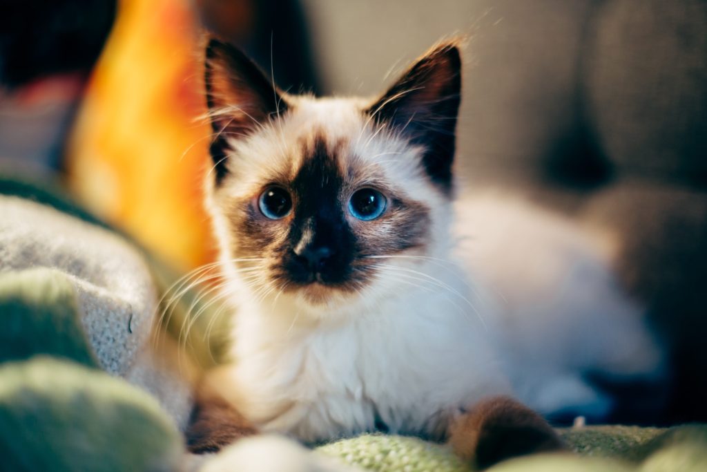 black face white furry cat sitting on bed