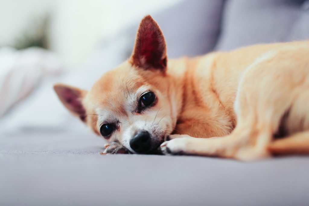 brown hairless sick dog lying on bed