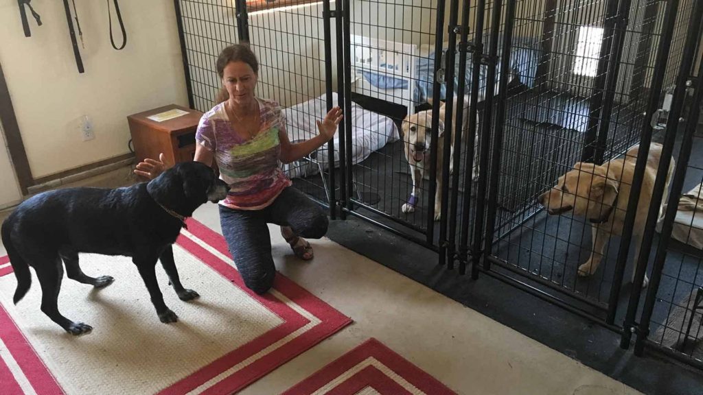 marji Pearson healing dogs in their crates