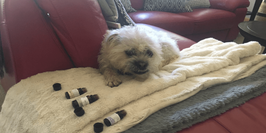 white hairy dog sitting on sofa with medicines after healing
