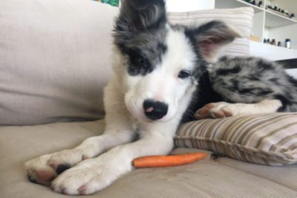 white and black dog sitting on couch with carrot