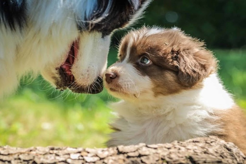 white and brown dog and its puppy starring each other closely